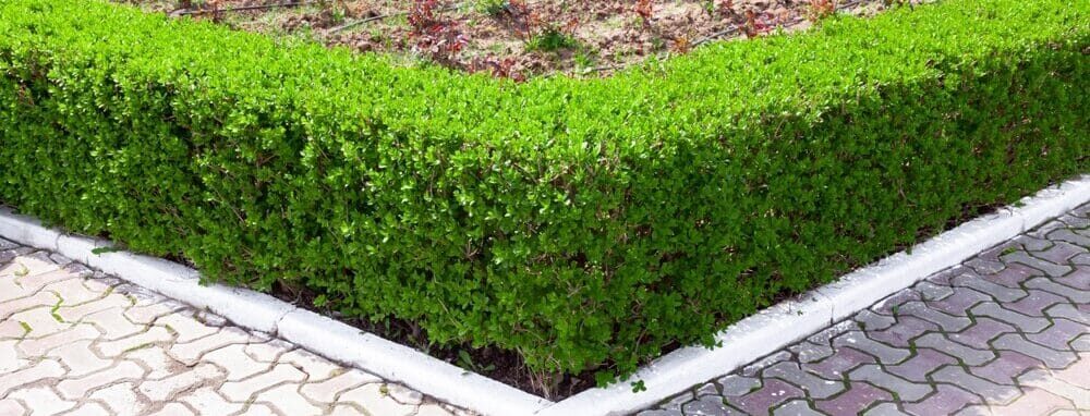 Eine gerade geschnittene Ligusterhecke