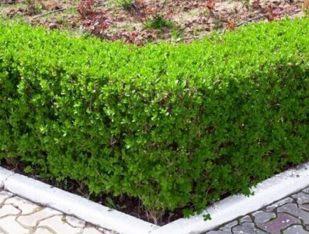 Eine gerade geschnittene Ligusterhecke