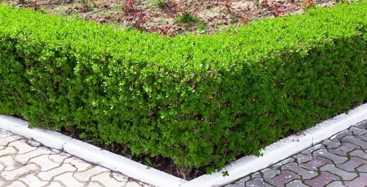 photinia x fraseri carre rouge Photinia 'Carre Rouge' | Christmas berry 'Carre Rouge' - Multistem