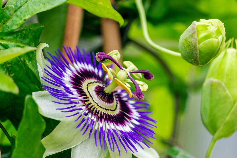 Die Passionsblume Passiflora caerulea