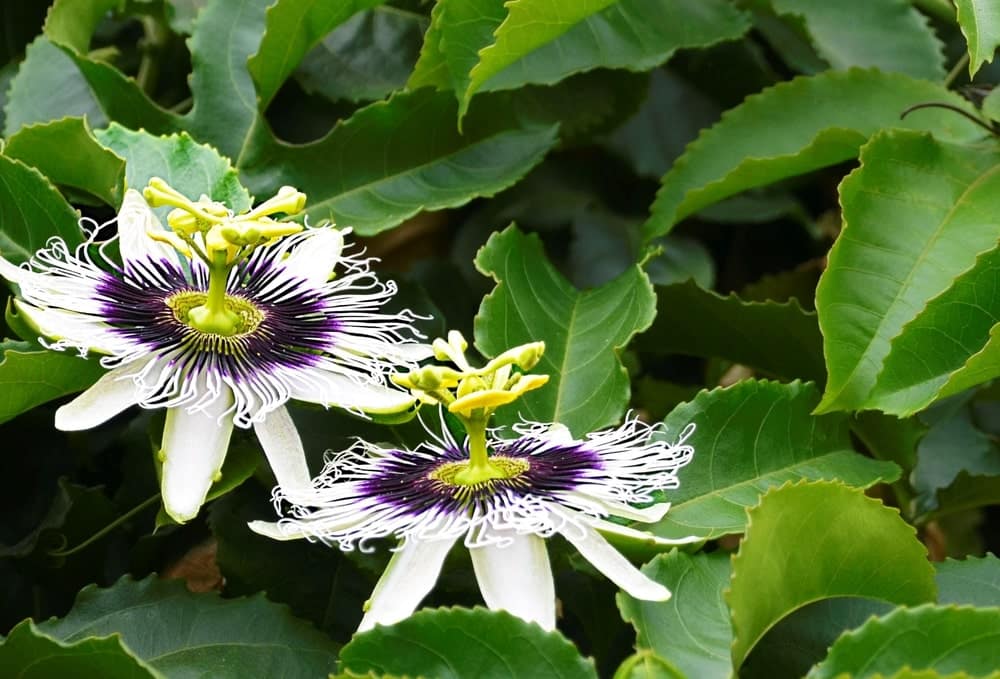 Die Passionsblume Passiflora edulis