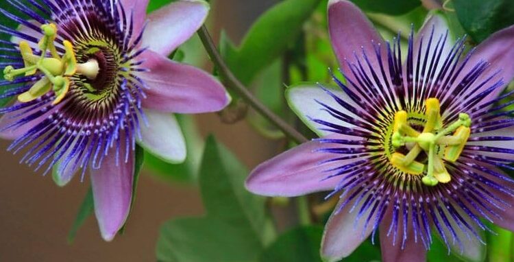 Passionsblume anpflanzen und pflegen | MOOWY