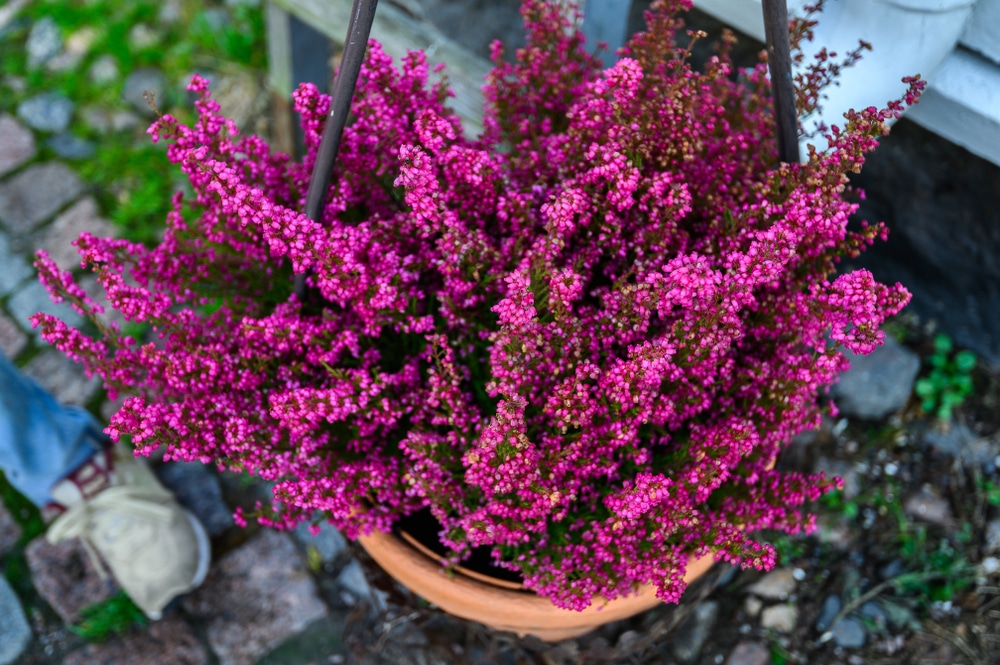 Winterheide mit pinken Blüten