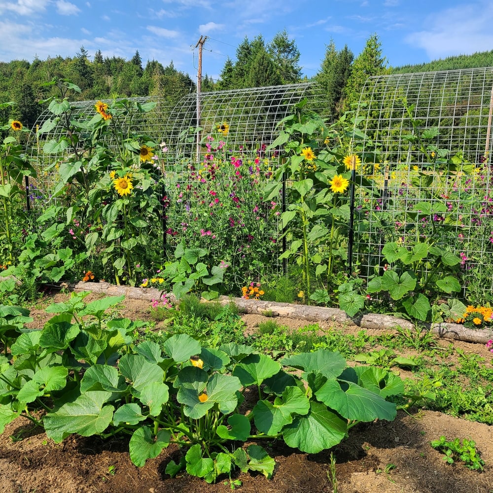 Mischkultur im Garten