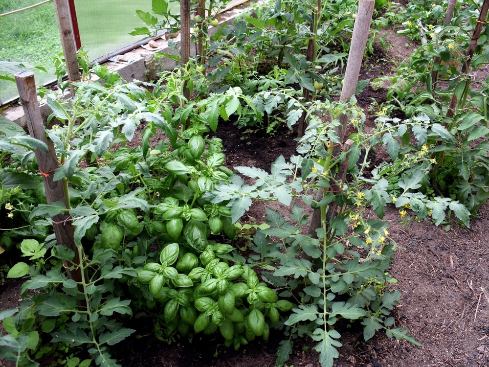 Basilikum neben Tomatenpflanzen