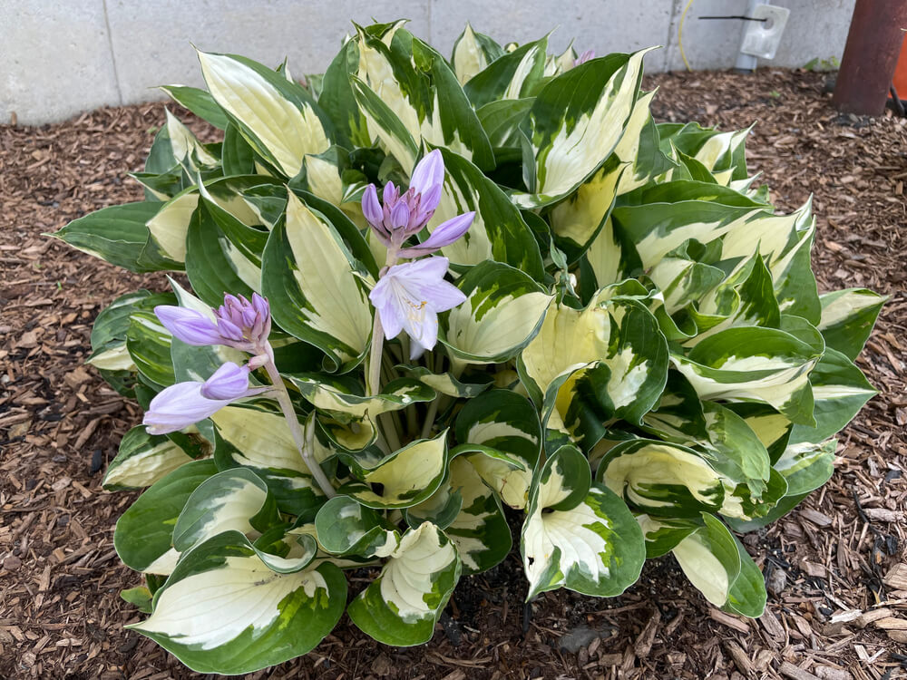 Hosta im Garten