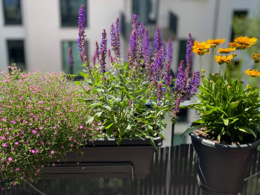 Windfester Lavendel im Topf auf dem Balkon