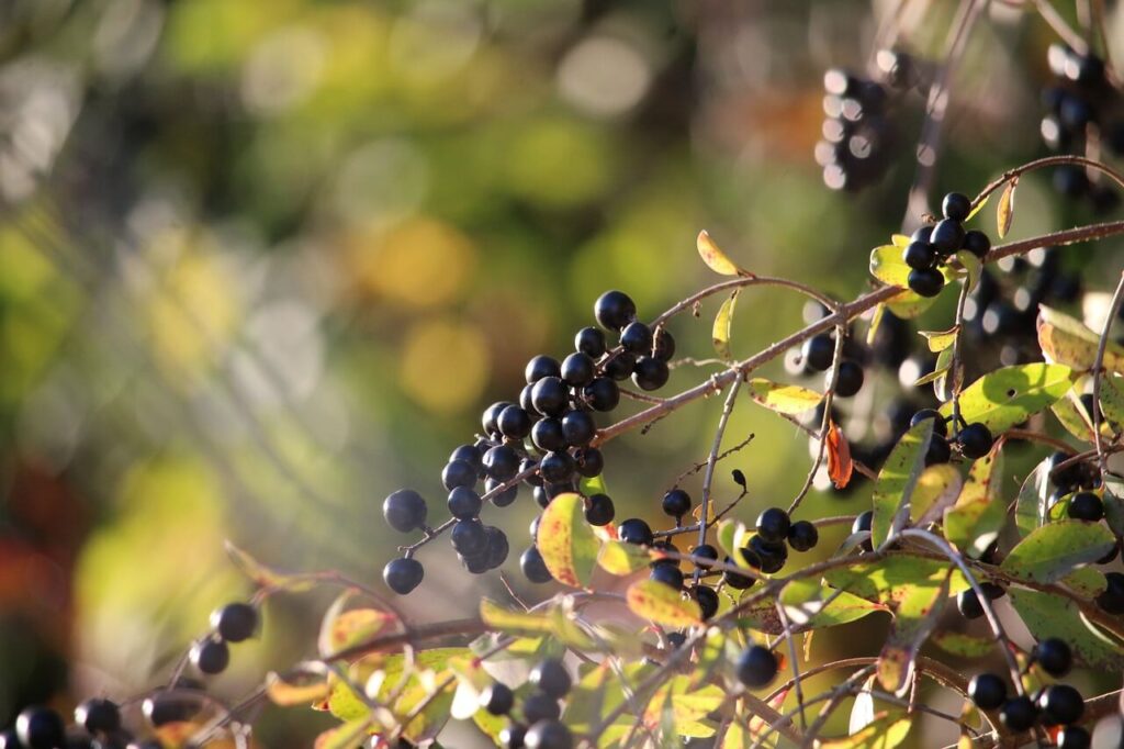 Windfeste Ligusterhecke mit Beeren