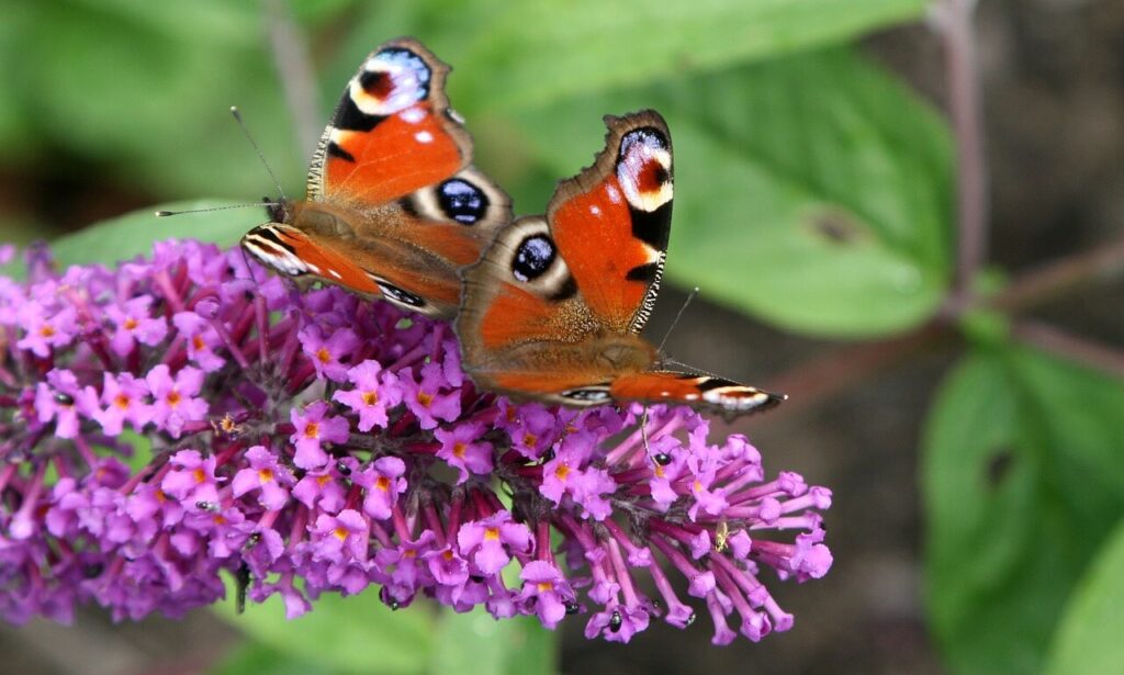 Schmetterlinge auf windfestem Sommerflieder