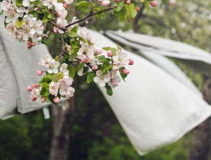 Blüten und Wäsche im Wind