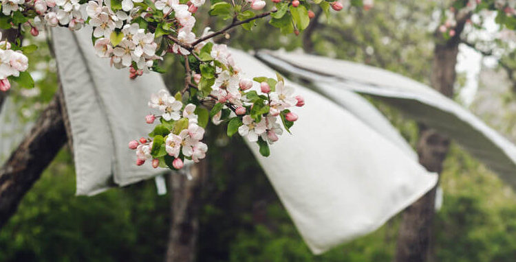 Blüten und Wäsche im Wind