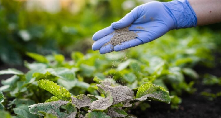 Urgesteinsmehl fr den Garten  Anwendung und Tipps | MOOWY