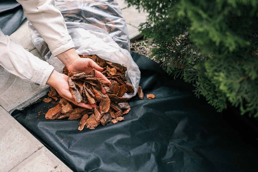 Handvoll Mulch auf schwarzem Gartenvlies
