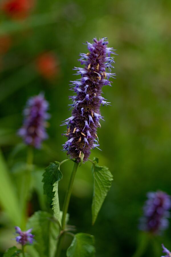 Agastache