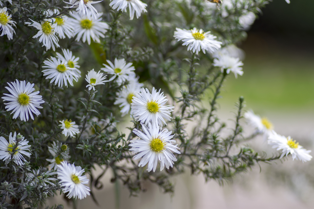 Aster ericodes
