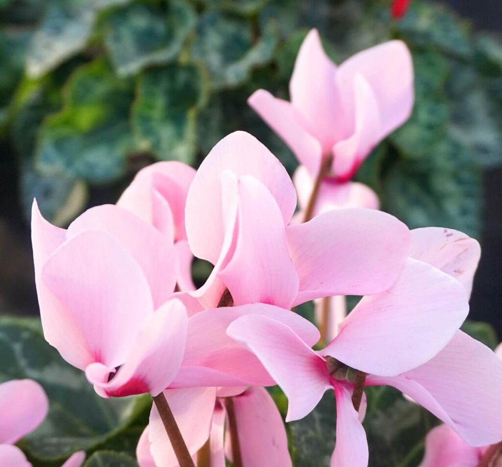 Cyclamen Beetbepflanzung