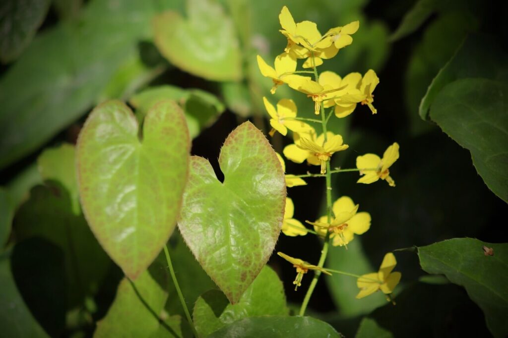 Epimedium im Pflanzplan immergrünes Blumenbeet