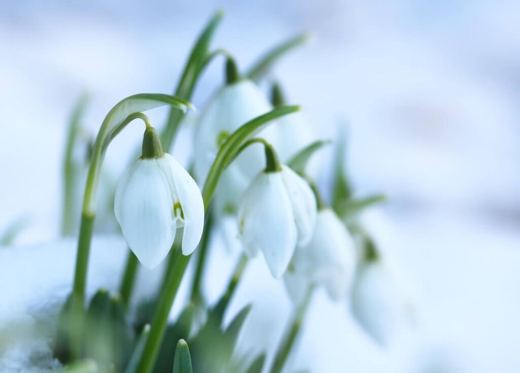 Schneeglöckchen blühen auch im Dezember