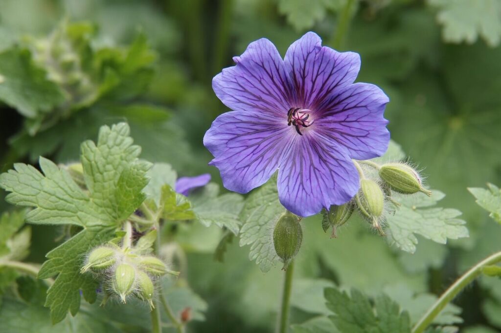 Geranium 'Rozanne'