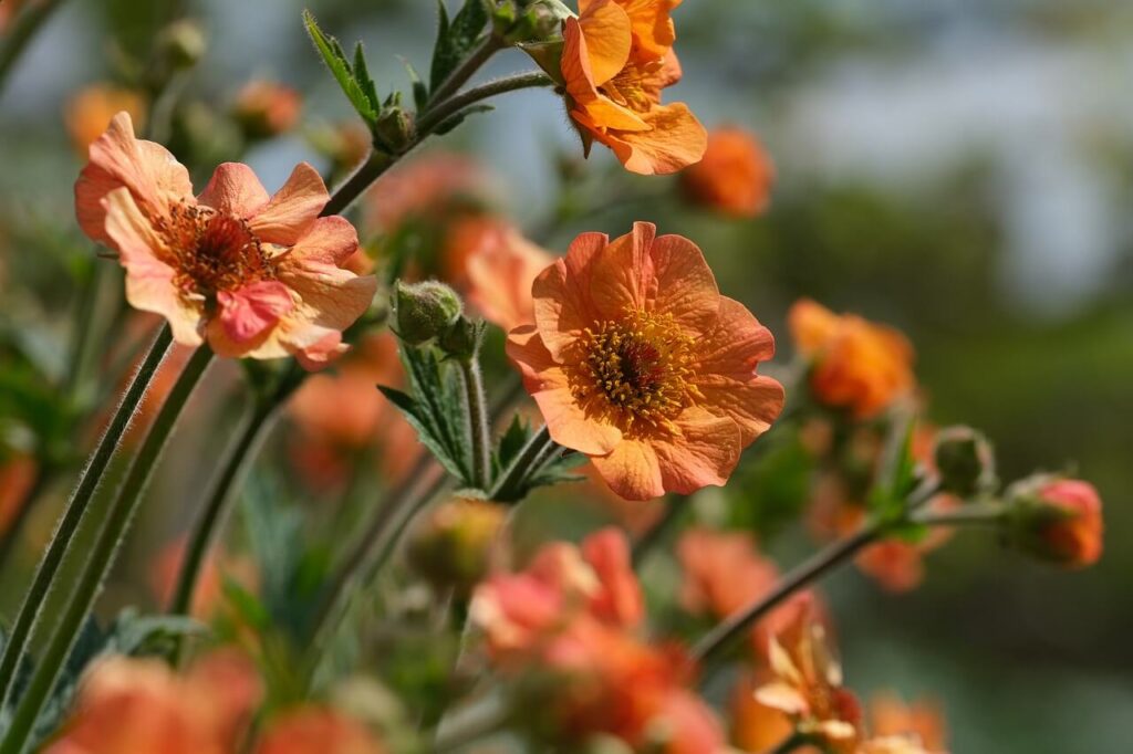 Geum bringt Heiterkeit ins Beet