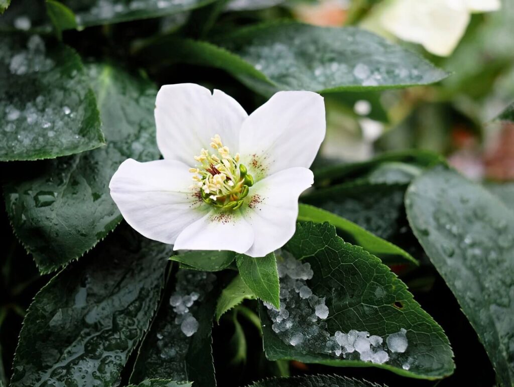 Helleborus niger