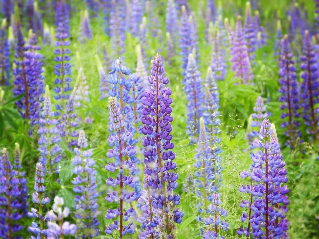 Lupinen im Beet