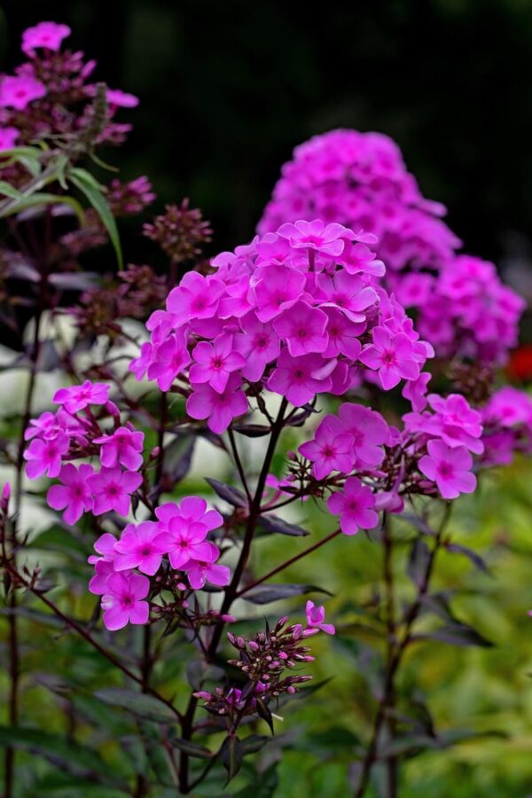 Flammenblume