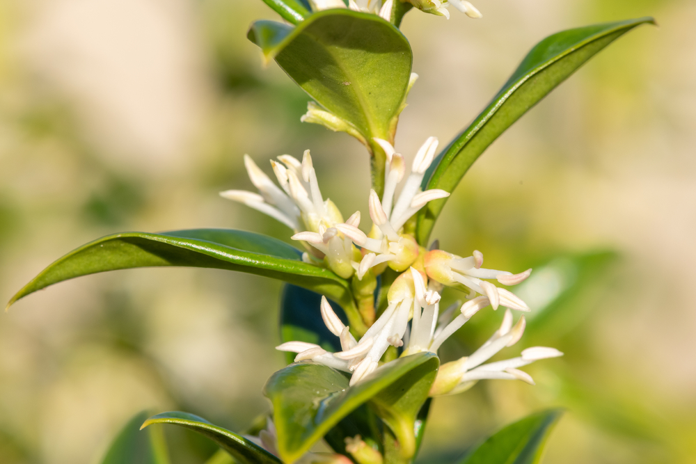 Sarcococca confusa