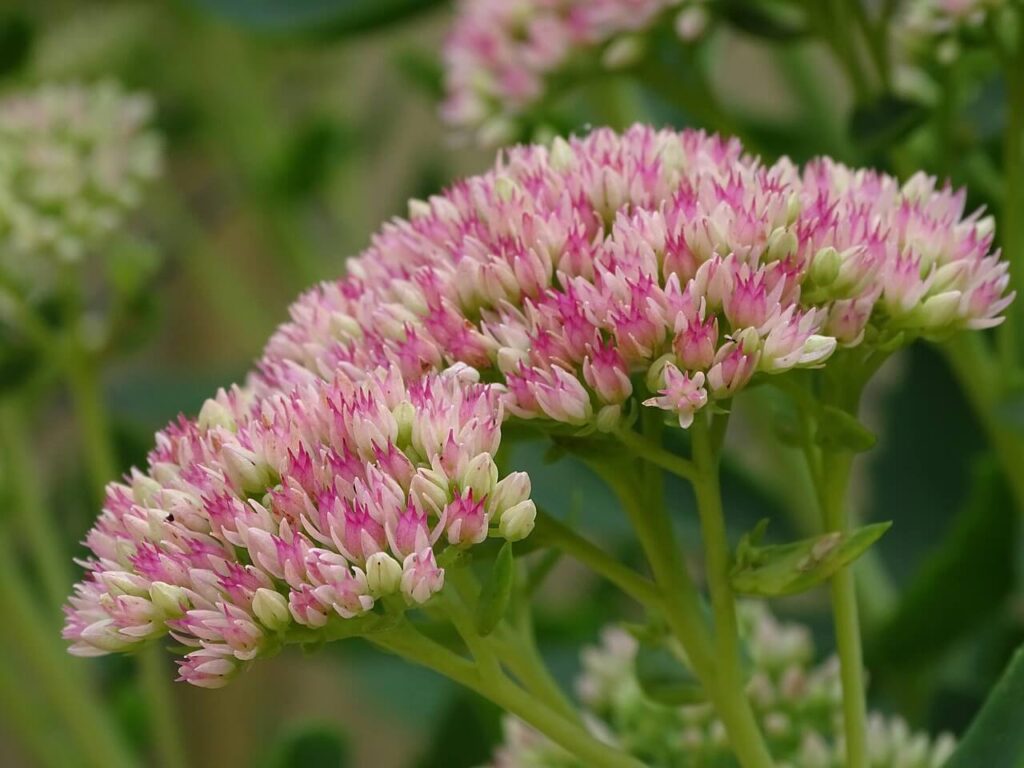 Sedum im immerblühenden Garten