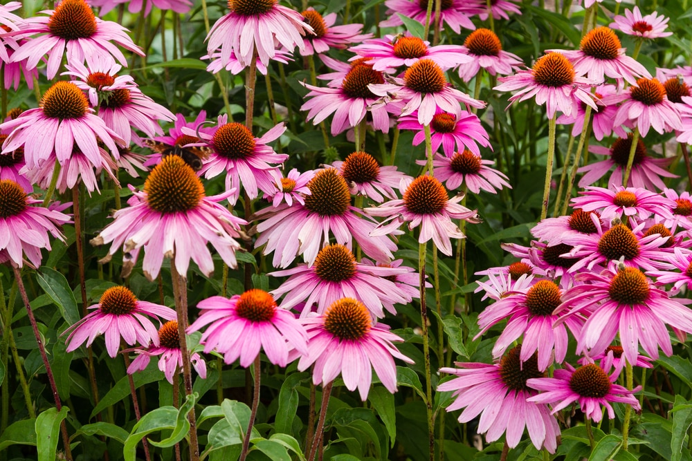 Echinacea purpurea