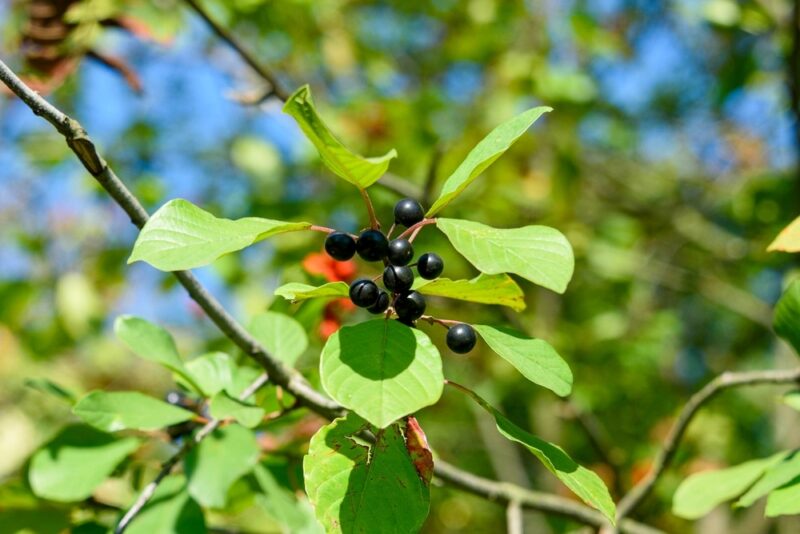 Faulbaum mit dunklen Beeren