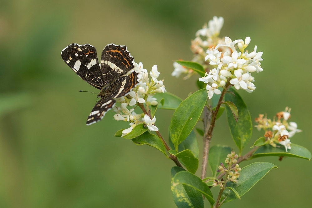 Landkärtchen auf wildem Liguster