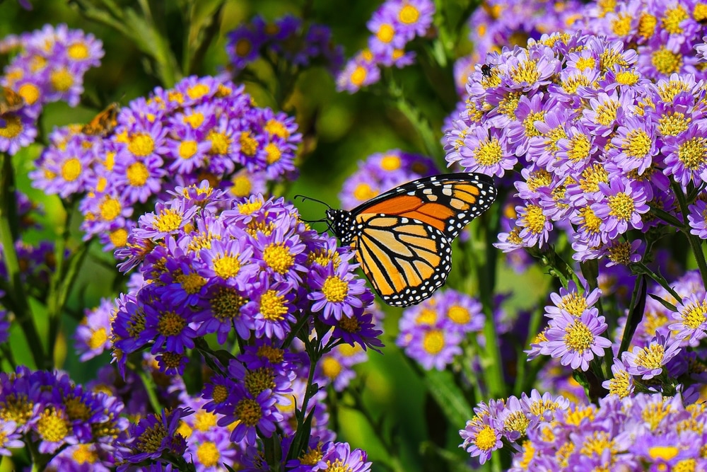 Monarchfalter auf Aster