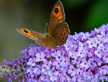 Schmetterling im Garten