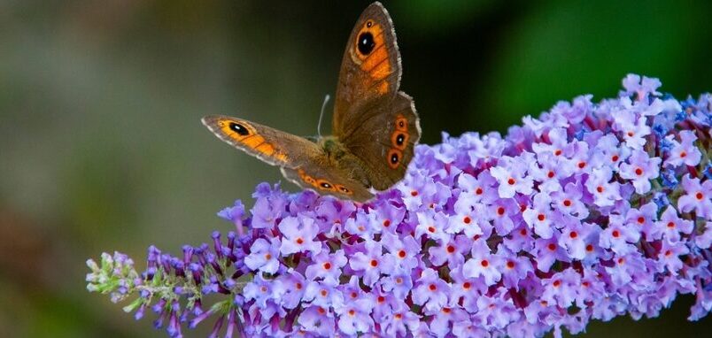 Schmetterling im Garten